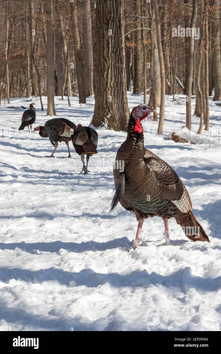 Milford, Michigan - EIN wilder Truthähne (Meleagris galopavo) in Kensington Metropark. Stockfoto