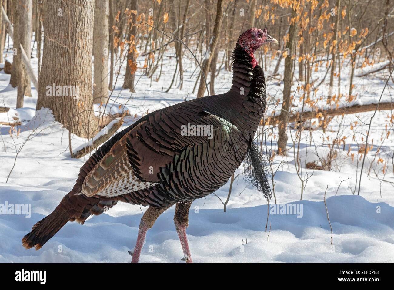 Milford, Michigan - EINE wilde türkei (Meleagris galopavo) in Kensington Metropark. Stockfoto