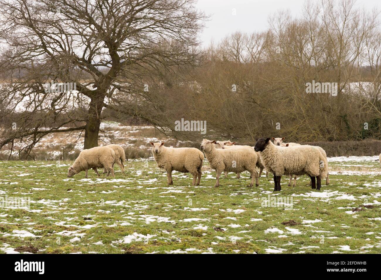 Herde von Schafen Weiden Grasland in Schnee von Sturm bedeckt Darcy Stockfoto