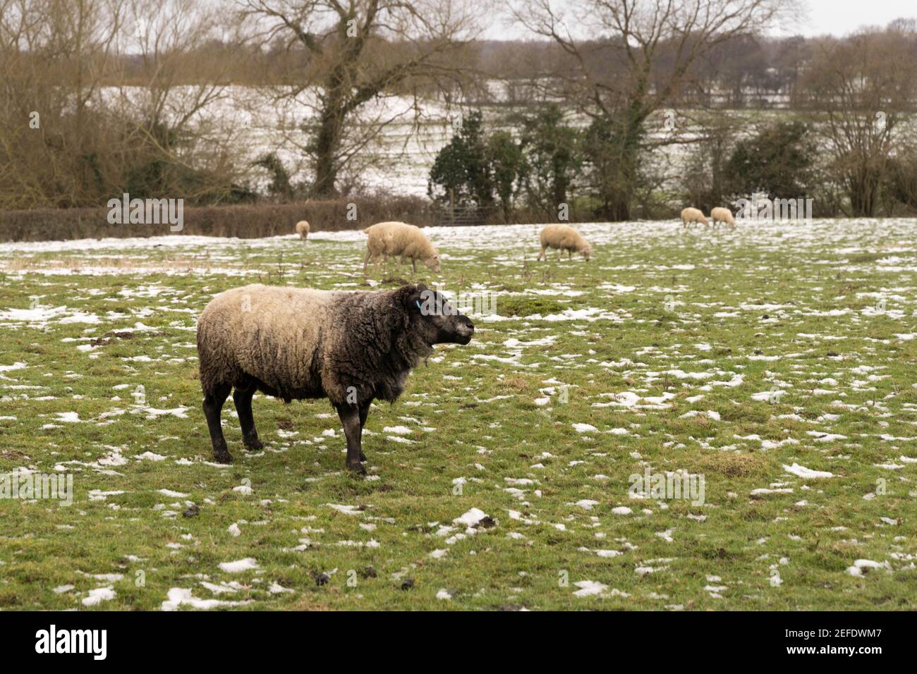 Schwarze Schafe stehen durch Herde von anderen Schafen Weiden Grasland Bedeckt mit Schnee vom Sturm Darcy Stockfoto