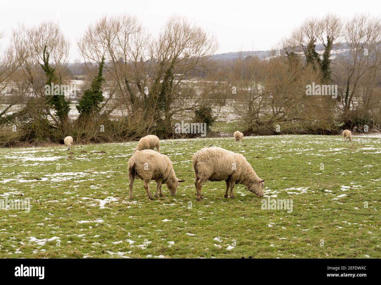 Herde von Schafen Weiden Grasland in Schnee von Sturm bedeckt Darcy Stockfoto
