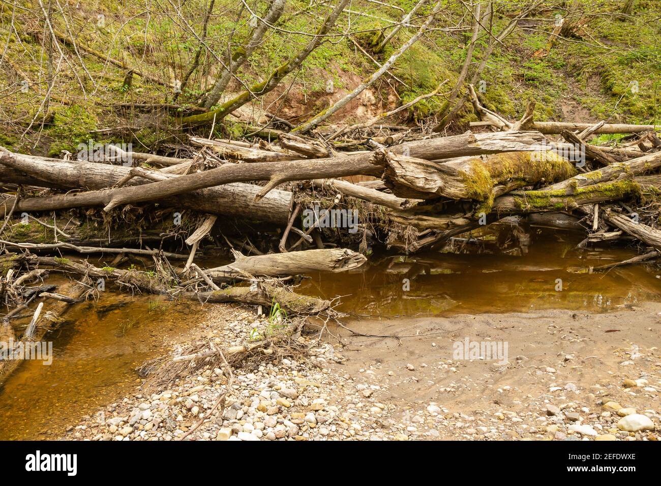 Sedimentation von umgestürzten Bäumen im Fluss Stockfoto