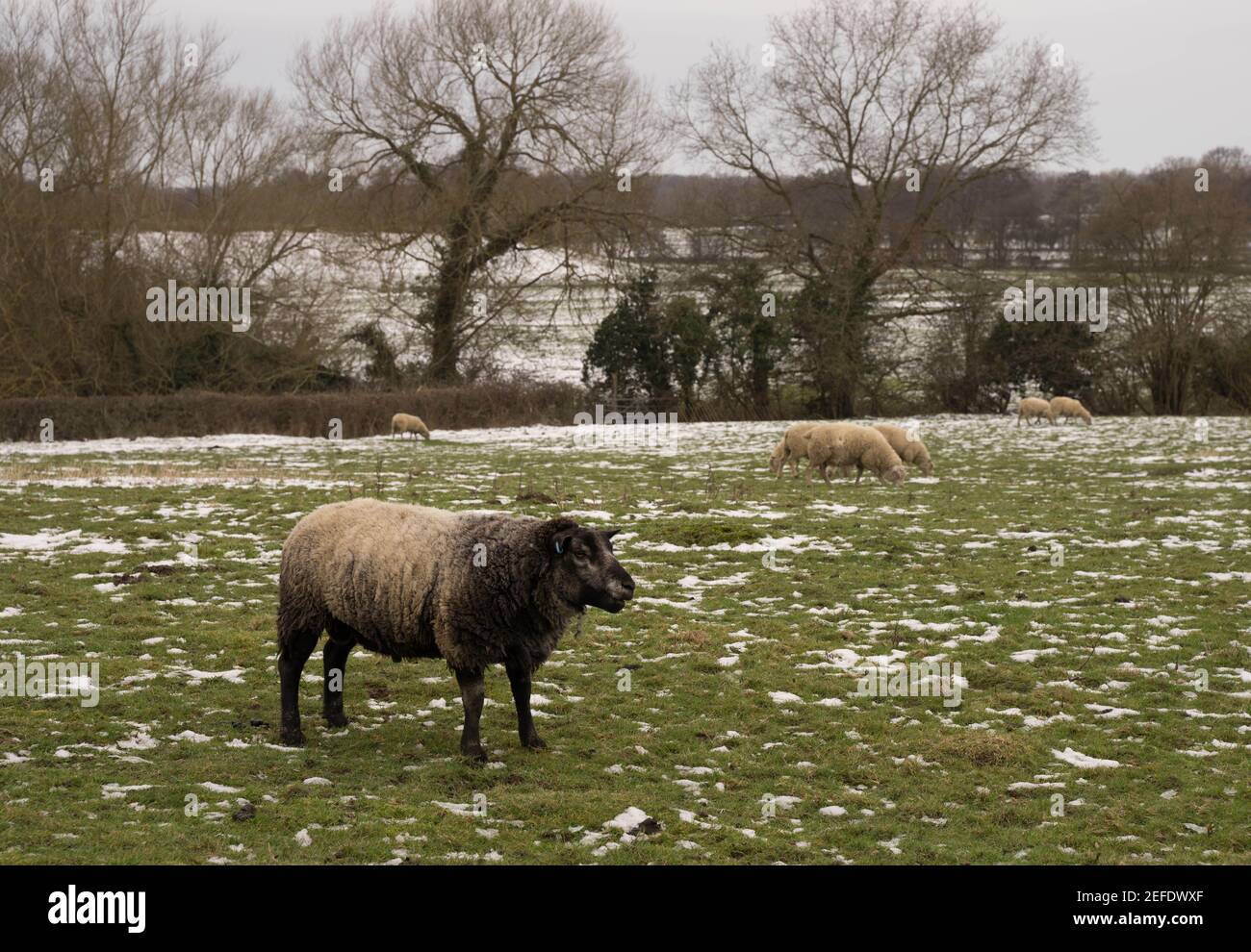 Schwarze Schafe und Schafherden Weiden Grasland bedeckt Schnee vom Sturm Darcy Stockfoto