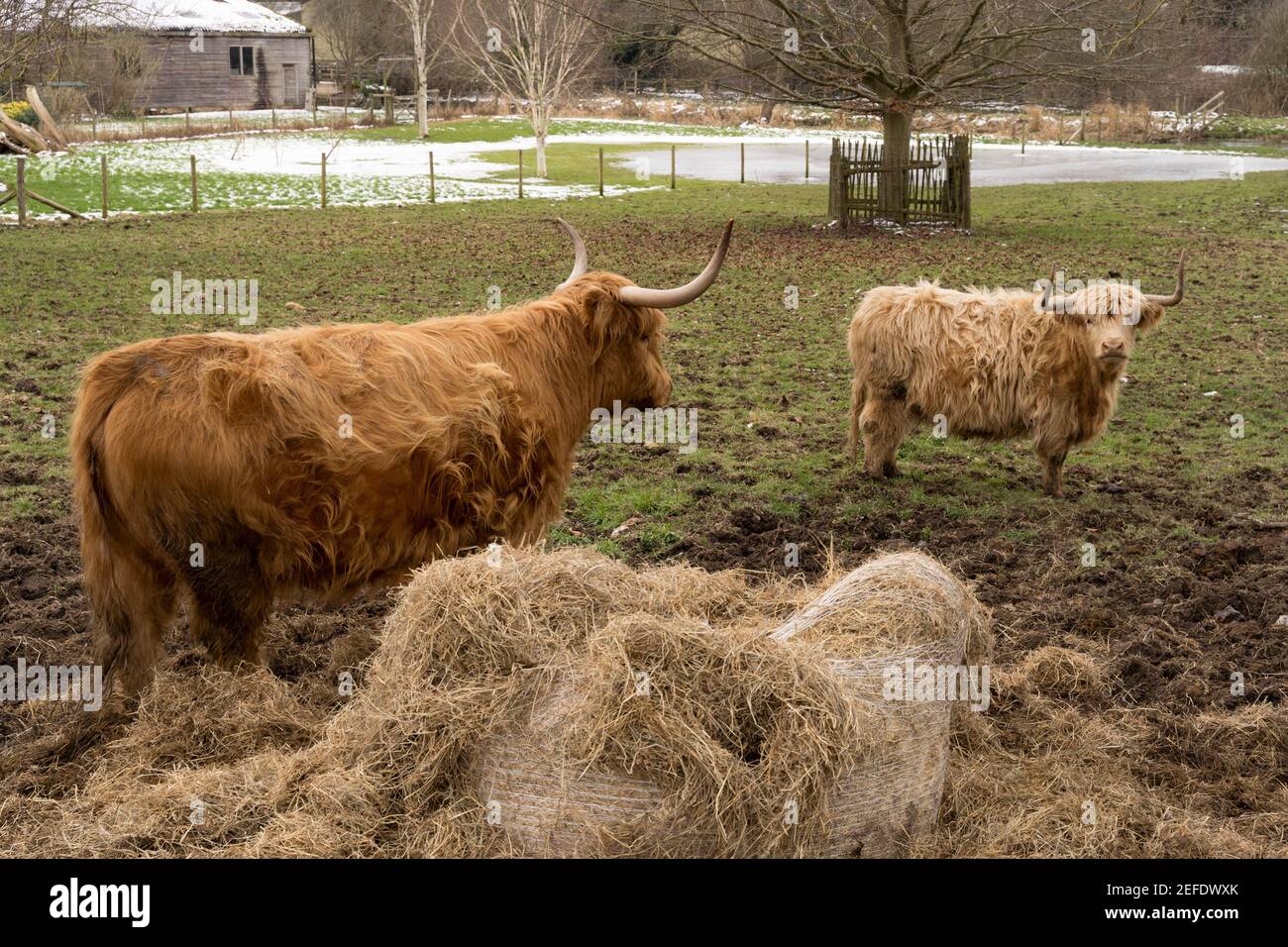 highland Kühe stehen auf dem Feld mit Schnee bedeckt wegen Um Darcy zu stürmen Stockfoto