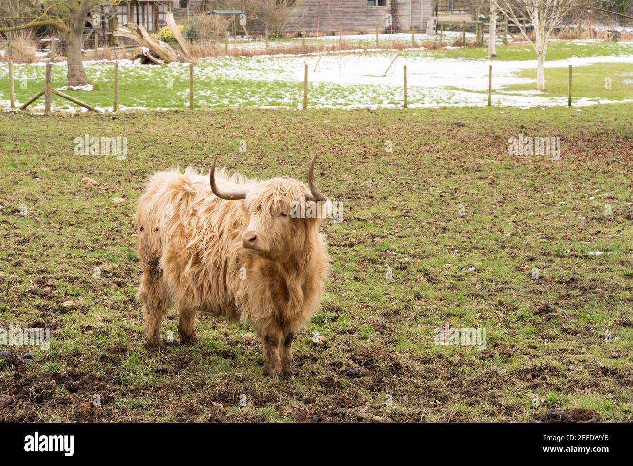 highland Kühe stehen auf dem Feld mit Schnee bedeckt wegen Um Darcy zu stürmen Stockfoto