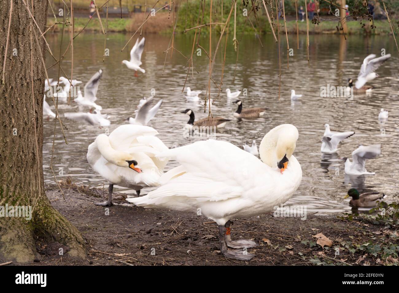 London Greenwich, Großbritannien, Schwäne Cygnus preen und Bräutigam am Rand eines Teichs, während Möwen und Enten sich auf dem Wasser in einem Naturschutzgebiet sammeln, Winter 2021 Stockfoto