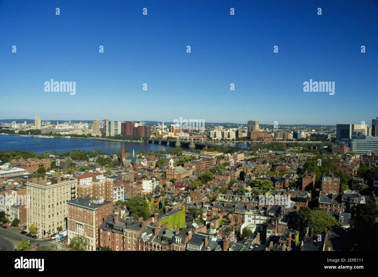 Palmen in einer Reihe Stockfoto