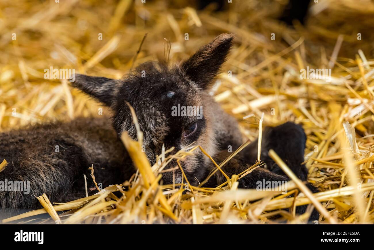 East Lothian, Schottland, Großbritannien. Februar 2021, 17th. Erste Shetland Schafe Lämmer geboren: Briggs Pure gezüchtet Shetland Lämmer pflegen eine Herde in beiden East Lothian und Shetland. Die ersten Lämmer wurden heute Morgen um 7am geboren. Das Fawn Lamm ist viel schwächlicher und wackeliger als sein Zwilling, schafft es aber, ein paar Stunden später aufzustehen Stockfoto