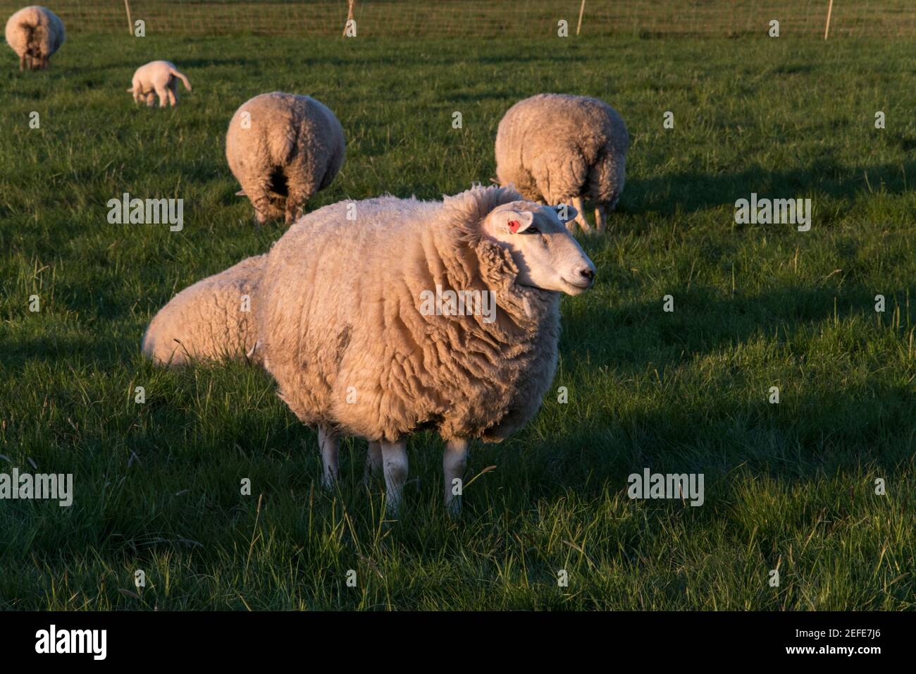 Schafe mit ihren Lämmern an einem schönen Frühlingstag auf der Weide in Bünde, Ostwestfalen. Stockfoto