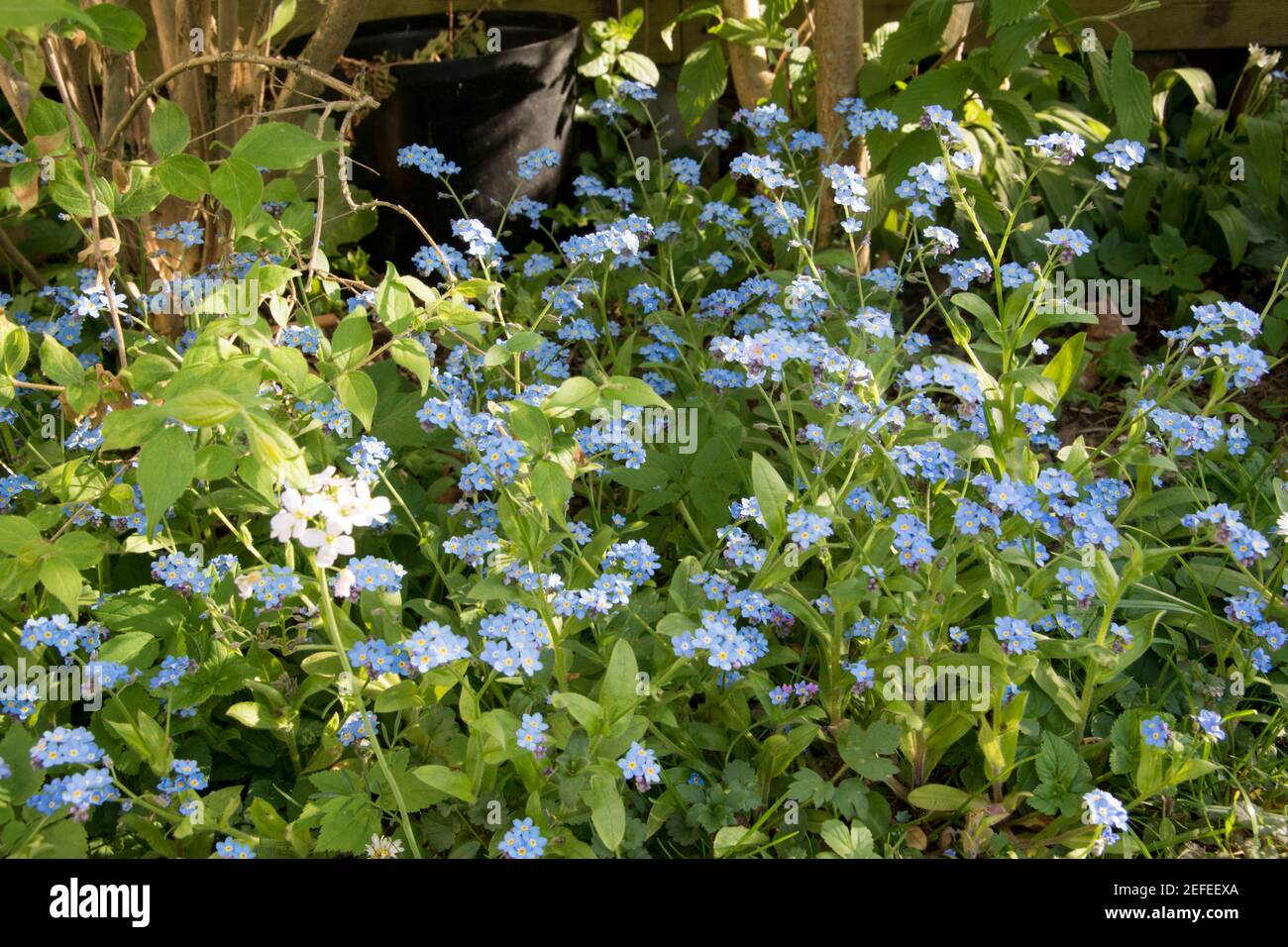 Die Forget-me-not, Myosotis ist eine beliebte Frühlingsblüte und gehört zu den Pflanzenarten der Familie der Ragwürzegewächse, Boraginaceae Stockfoto
