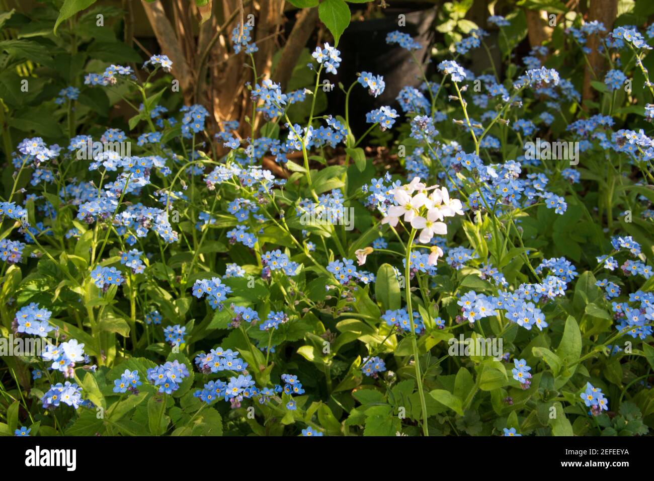 Die Forget-me-not, Myosotis ist eine beliebte Frühlingsblüte und gehört zu den Pflanzenarten der Familie der Ragwürzegewächse, Boraginaceae Stockfoto