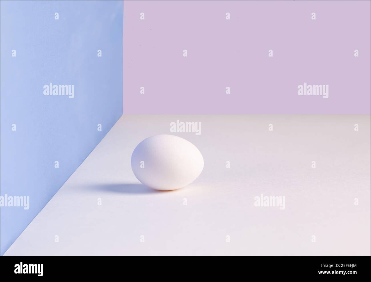 Ein einziges weißes Ei. Hühnereier mit weichen Schatten auf weißem Tisch. Rosa, blauer Hintergrund. Vorlage für Osterferien. Stockfoto