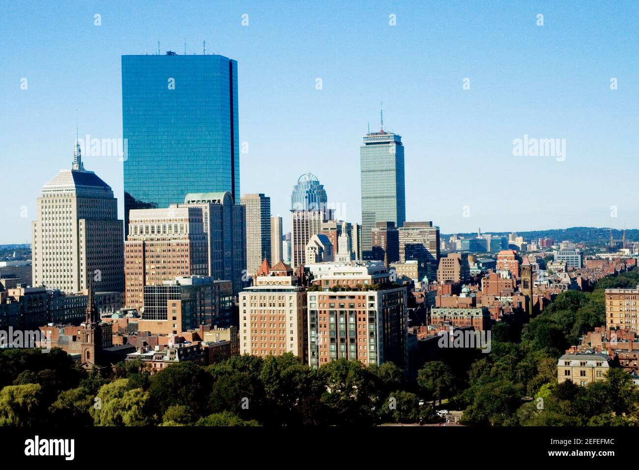 Palmen in einer Reihe Stockfoto