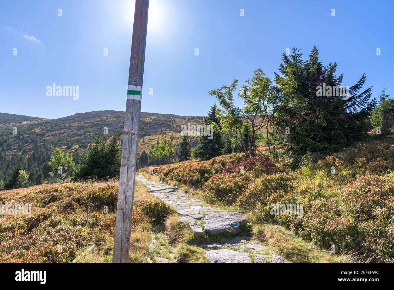 Grüner Weg zum Berg Labski Szczyt im polnischen Riesengebirge Stockfoto