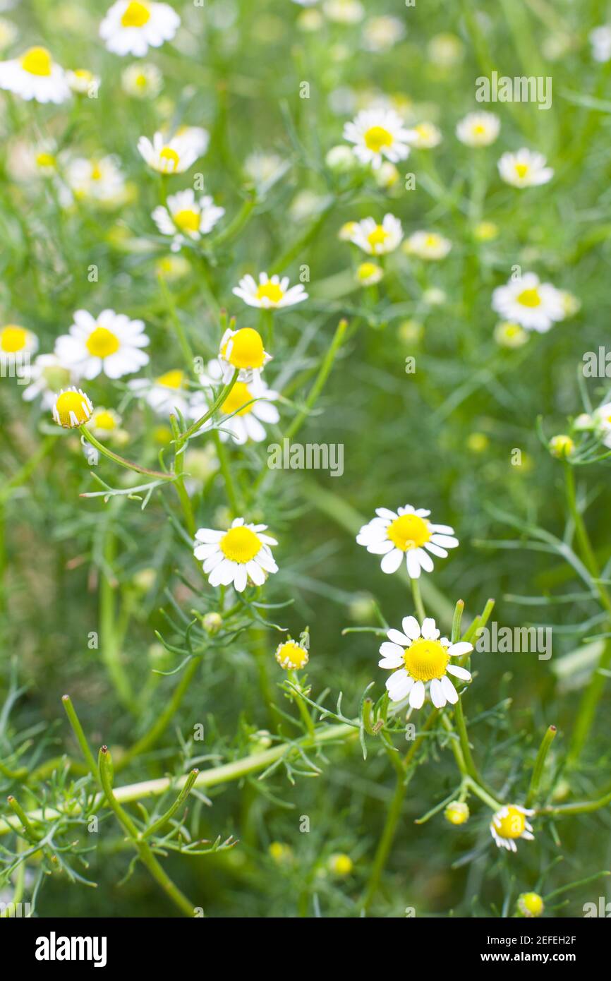 Kamille (Matricaria Chamomilla) viele Blumen und Pflanzen Stockfoto