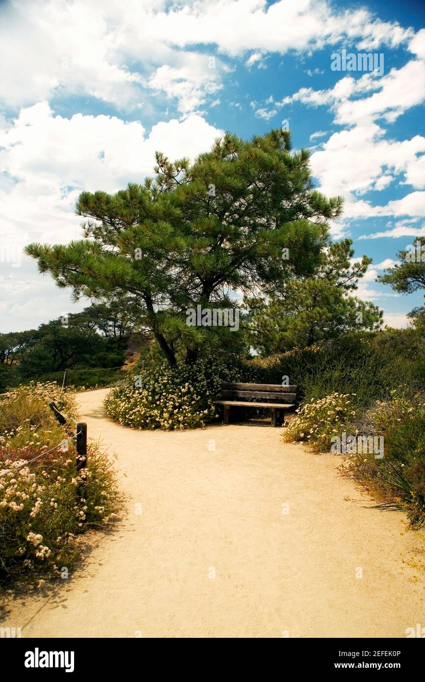 Blick auf einen Wanderweg in Torrey Pines State Reserve, San Diego, Kalifornien, USA Stockfoto