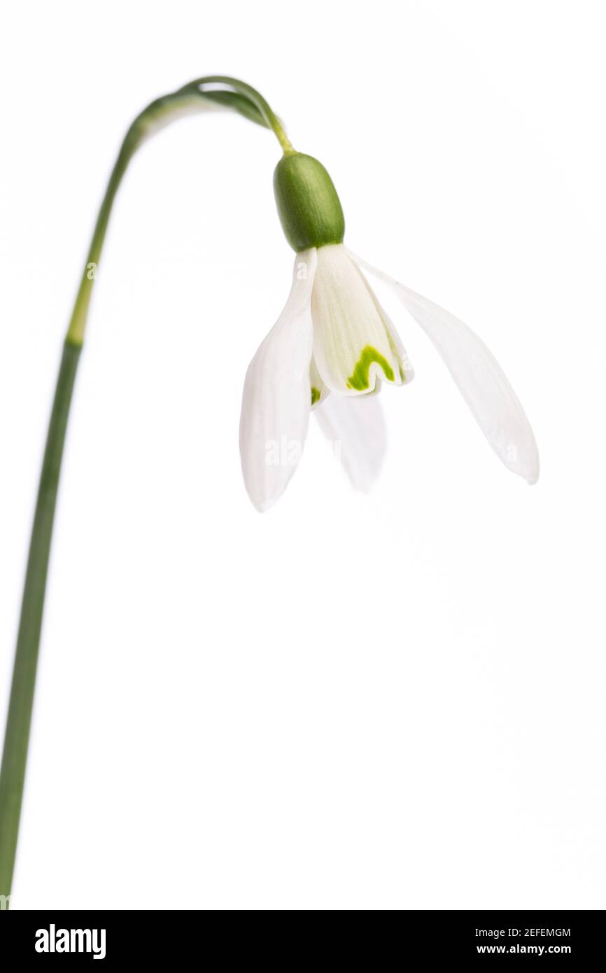 Pflanzenstudien: Schneeglöckchen (Galanthus) vor weißem Hintergrund Stockfoto