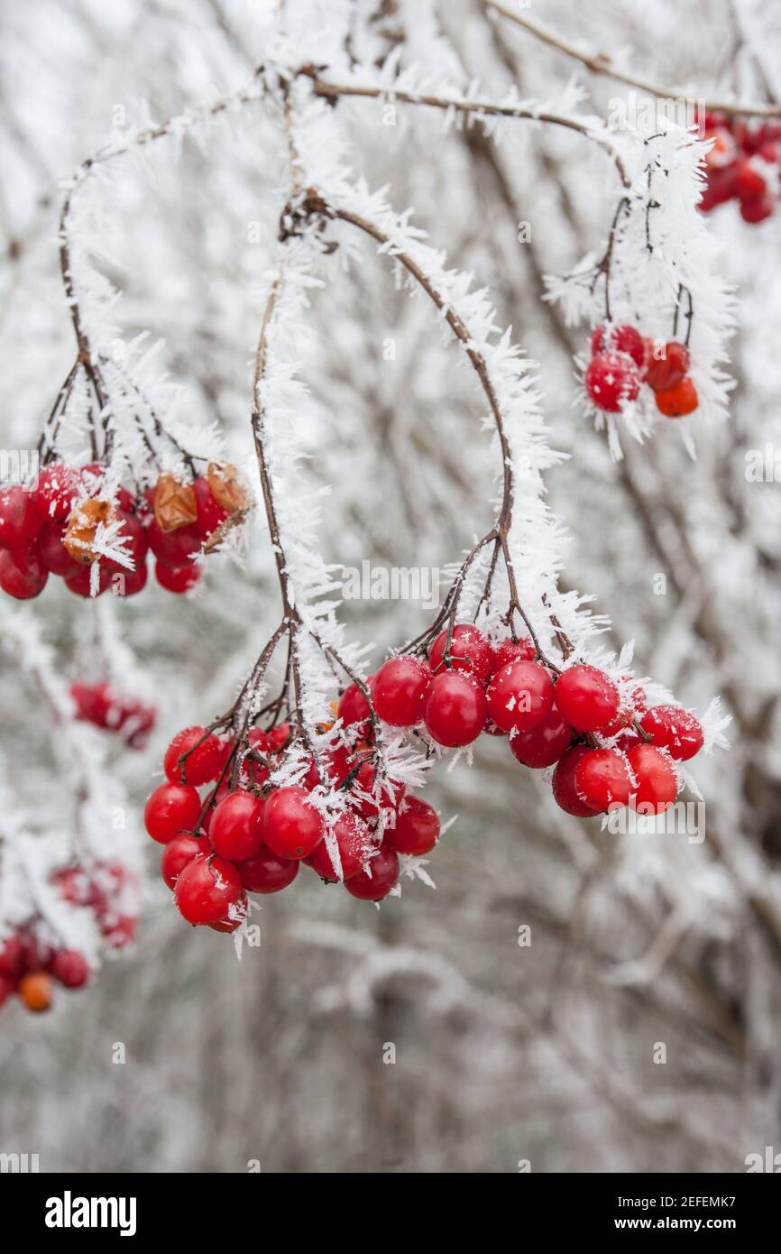 Bäume Mit Roten Beeren Im Winter Beeren mit eiskristallen -Fotos und -Bildmaterial in hoher Auflösung