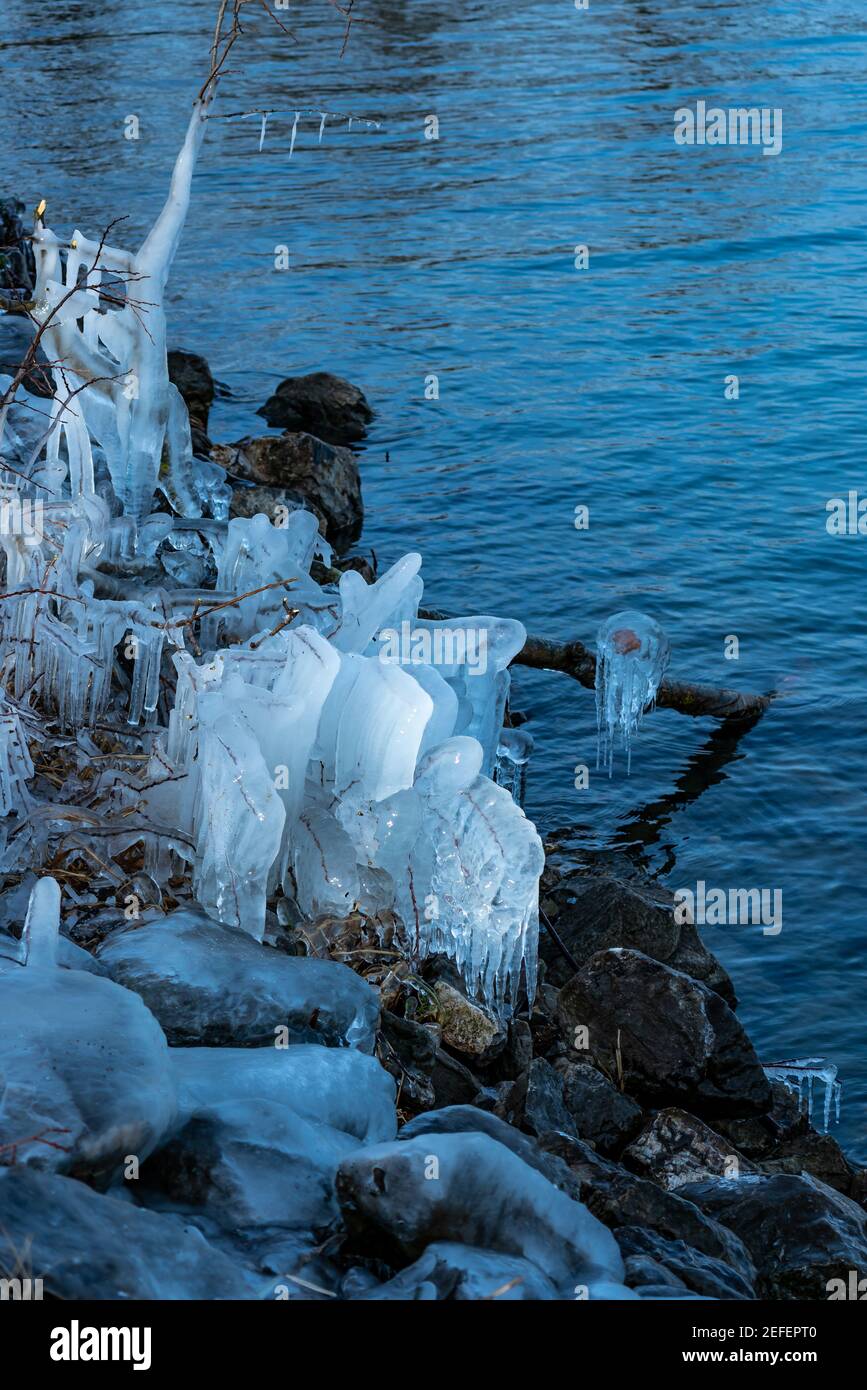 Eisskulpturen an Baum oder Ästen, Eiszapfen auf Ästen und Steinen am Ufer des Bodensees. Eisskulpturen des Schöpfers. Winter am Bodensee Stockfoto