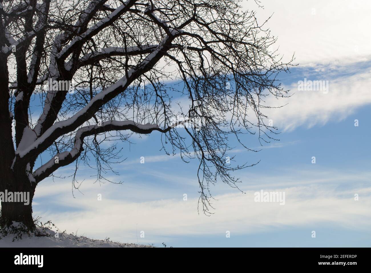Winterlicher Baum im Gegenlicht Stockfoto