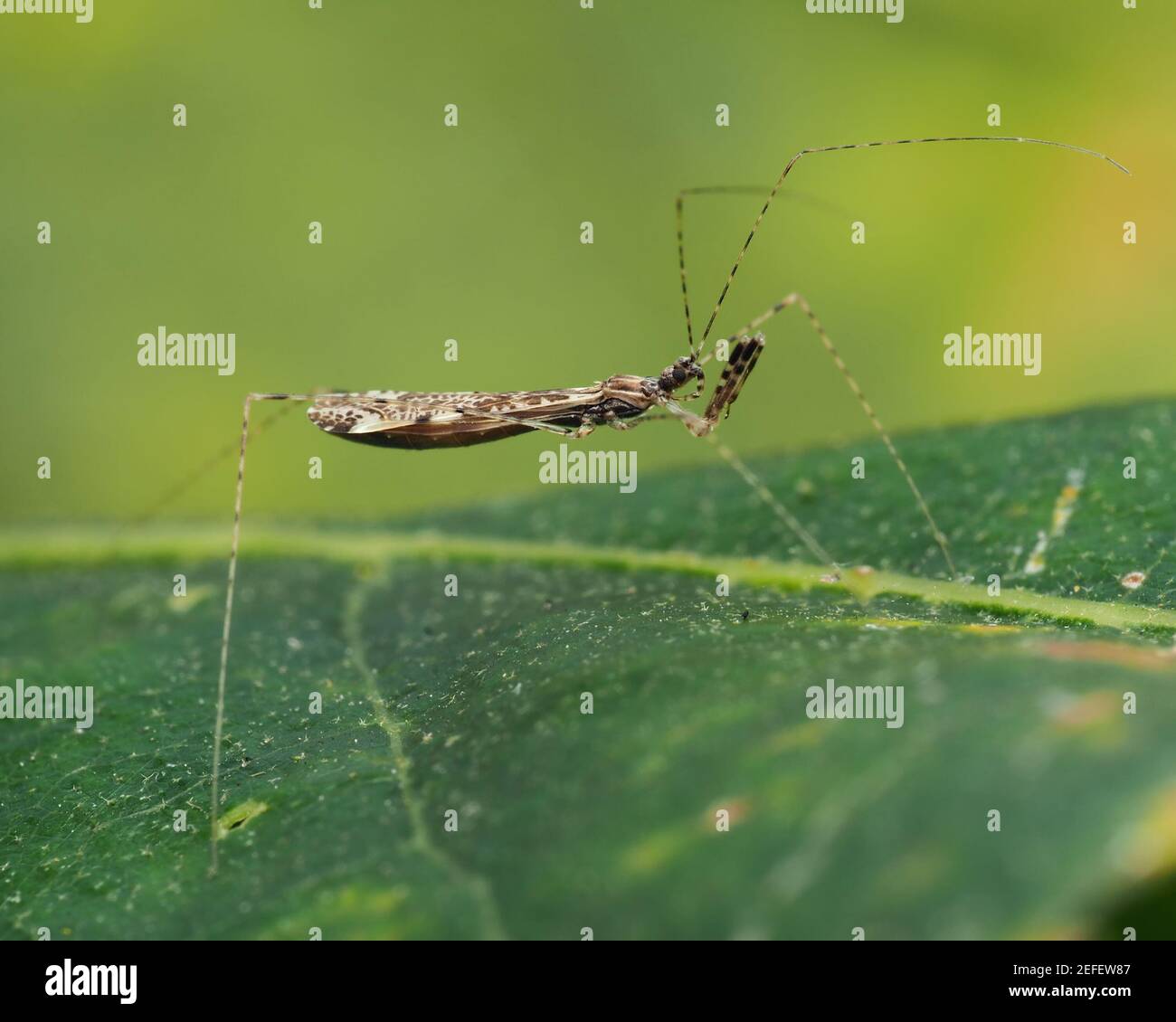 Empicoris vagabundus Käfer kriechen auf Stechblatt. Tipperary, Irland Stockfoto