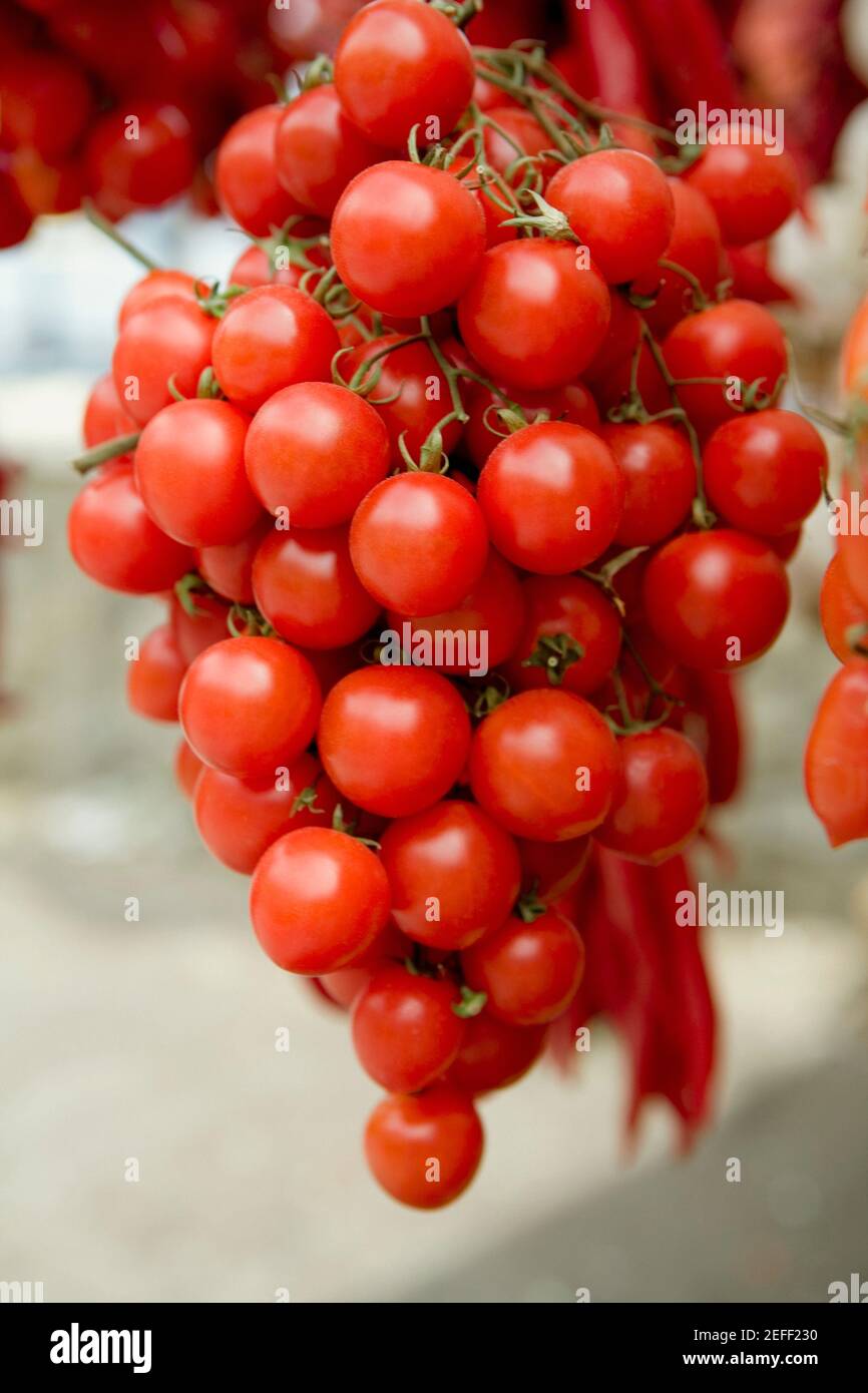 Nahaufnahme von Tomaten, die an einem Marktstand hängen, Sorrento, Sorrentine Peninsula, Naples Province, Campania, Italien Stockfoto