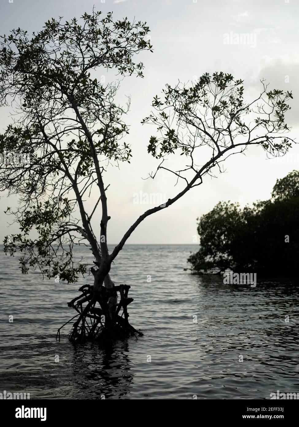 Baum im Meer Stockfoto