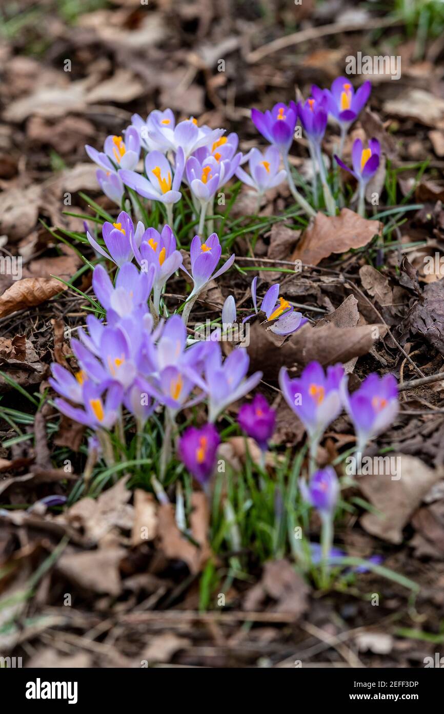 Northampton, Großbritannien, 17th Februar 2021, Crocus tommasinianus (Early Crocus), die Ende Januar Anfang Februar in voller Blüte unter dem Gras unter den Bäumen in Abington Park an diesem Nachmittag jetzt das Wetter hat sich aufgewärmt; Kredit: Keith J Smith./Alamy Live News Stockfoto