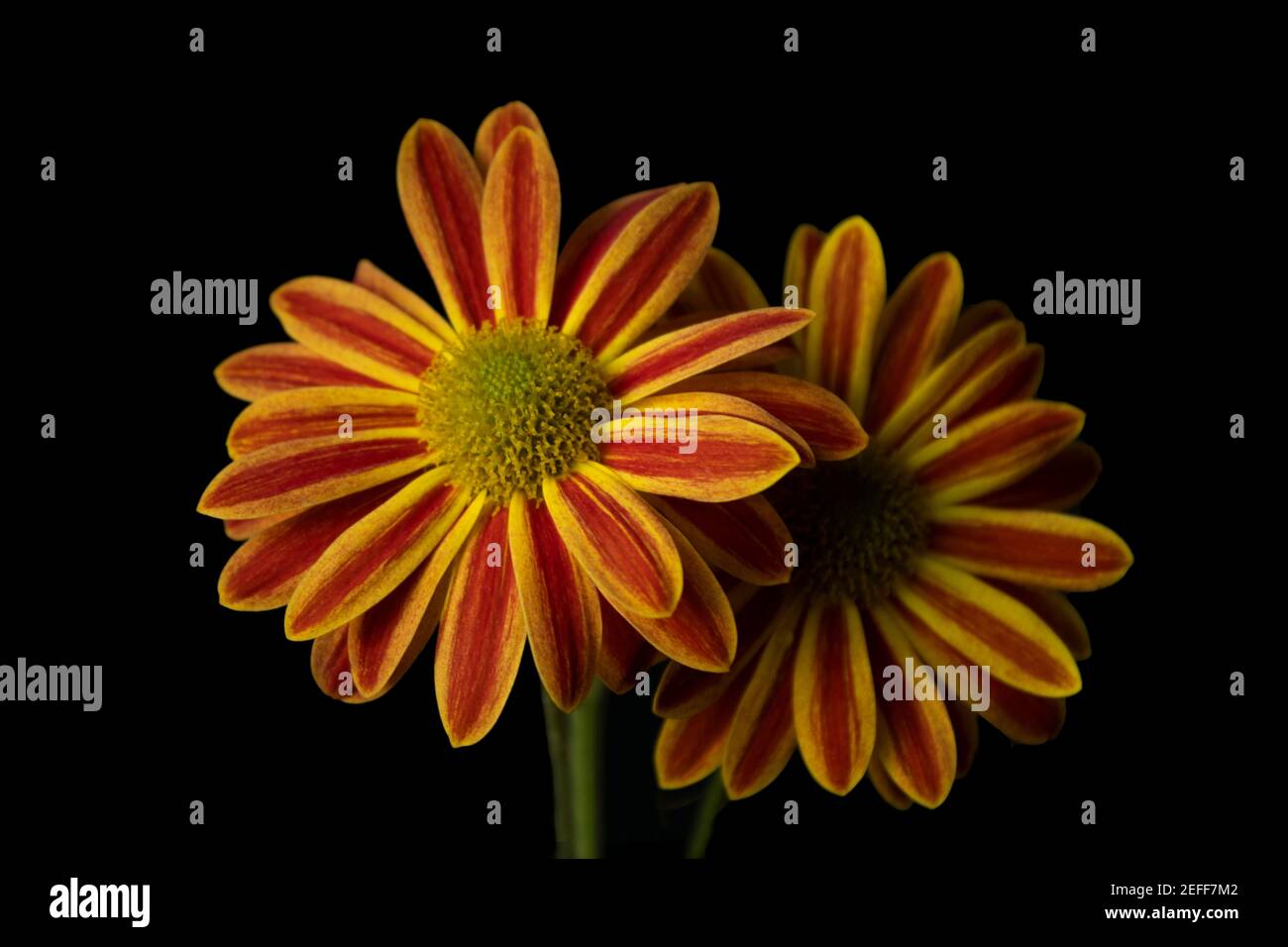 Farbenfrohe Perfektion Stockfoto