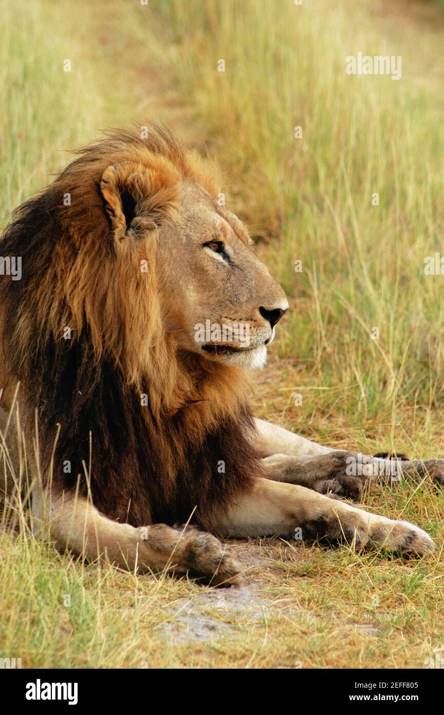 Löwe Panthera löwe in einem Wald, Okavango Delta, Botswana Stockfoto