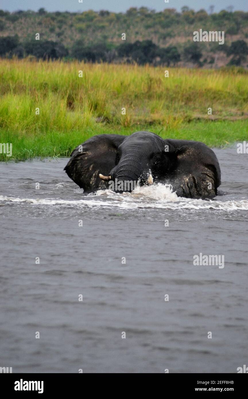 Elefantenbaden in einem Fluss, Chobe National Park, Botswana Stockfoto