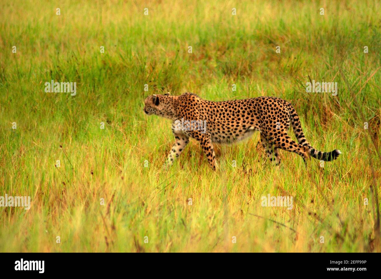 Cheetah Acinonyx jubatus steht in einem Wald, Okavango Delta, Botswana Stockfoto