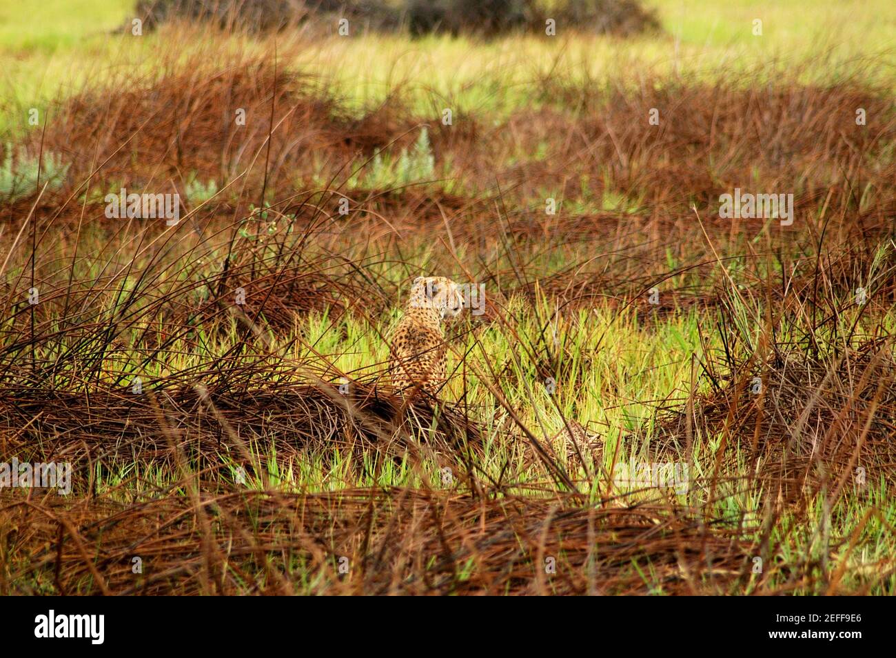 Cheetah Acinonyx jubatus sitzt in einem Wald, Okavango Delta, Botswana Stockfoto