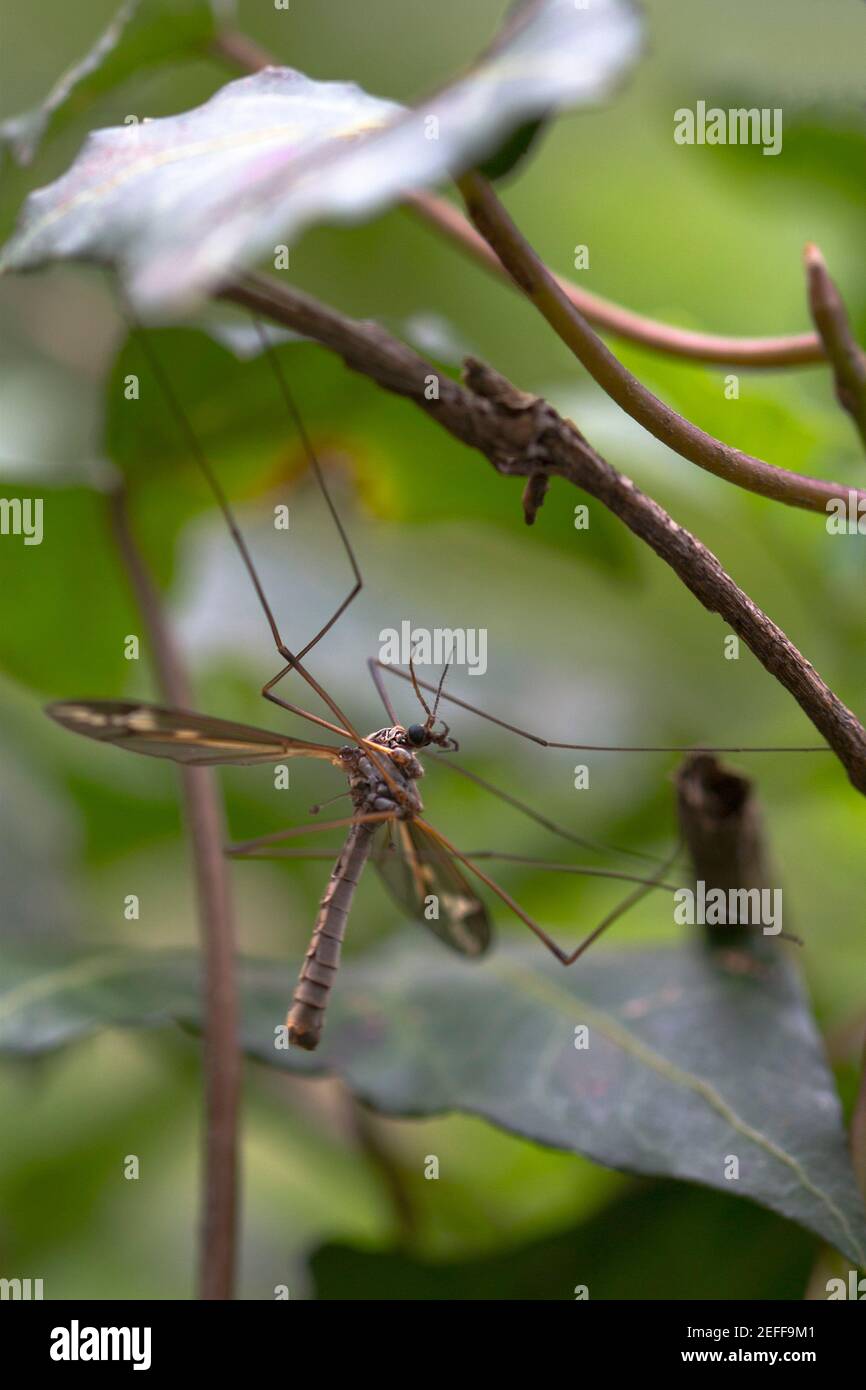 Kranich Fliegen (Papa Lange Beine) Stockfoto