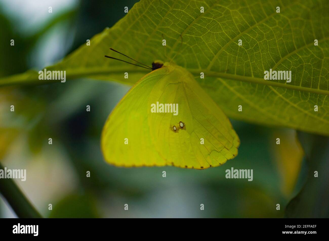 Nahaufnahme eines wolkenlosen Schwefel Phoebis Sennae Schmetterlings auf einem Blatt Stockfoto