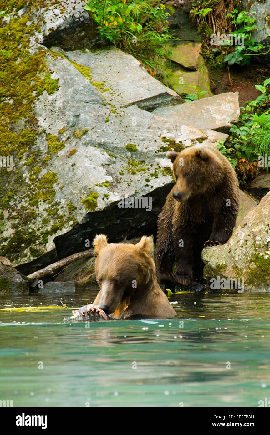 Zwei Grizzly-Bären Ursus arctos horribilis an einem Flussufer Stockfoto