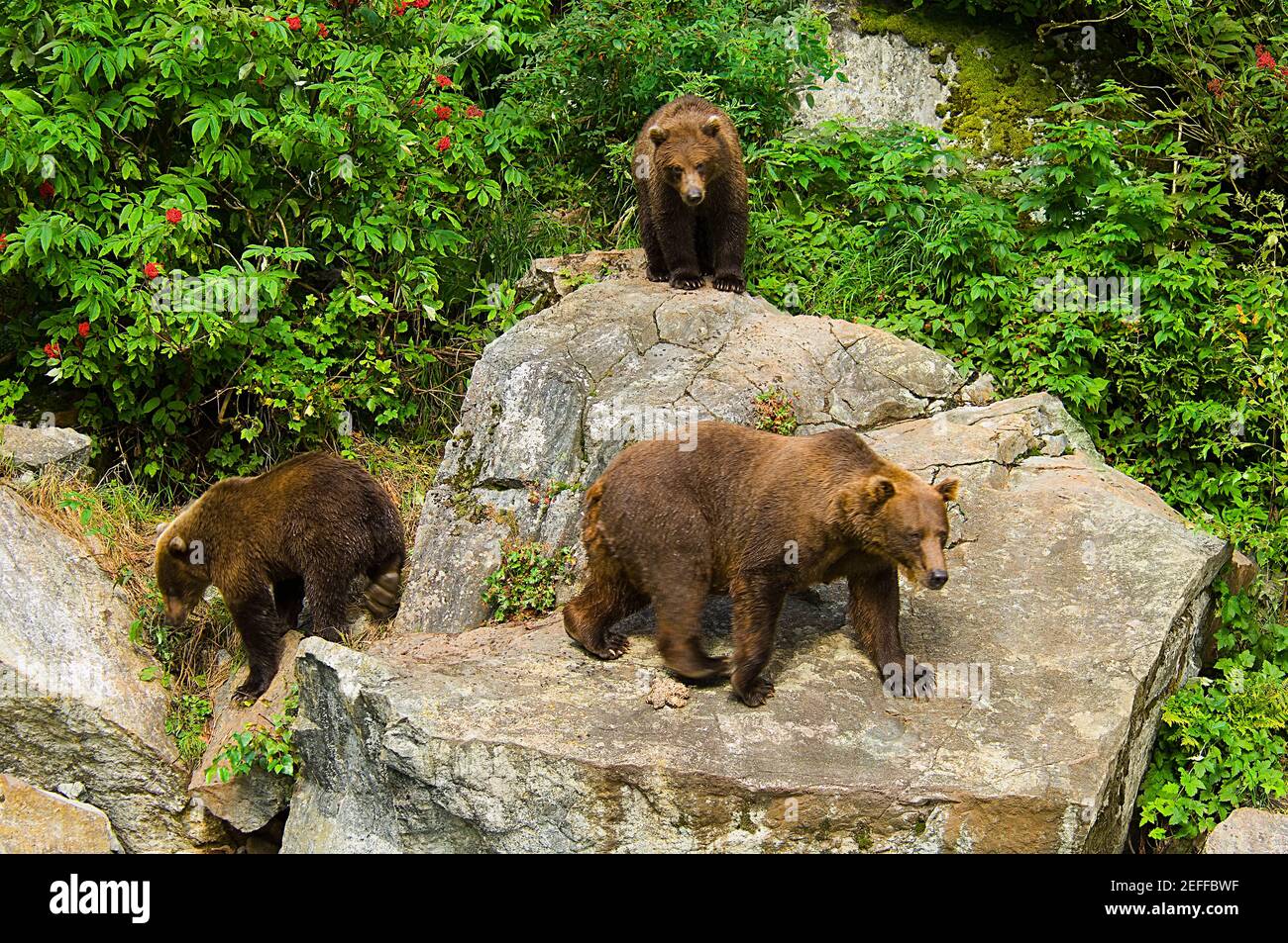 Hochwinkelansicht von drei Grizzly-Bären Ursus arctos horribilis In einem Wald Stockfoto