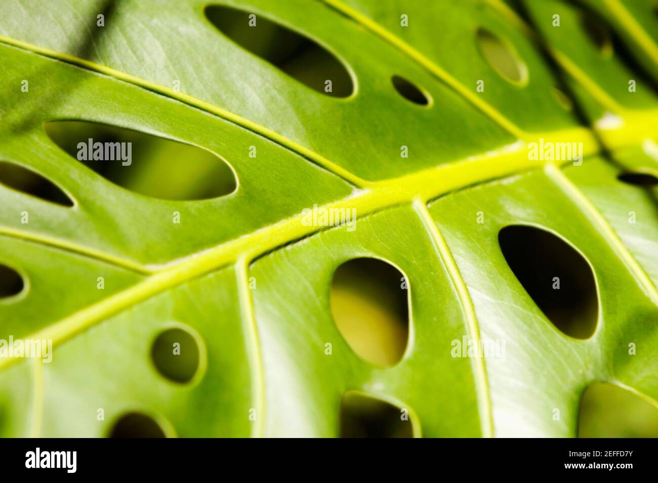 indoor plants low light Buy Low Light Houseplant Bundle