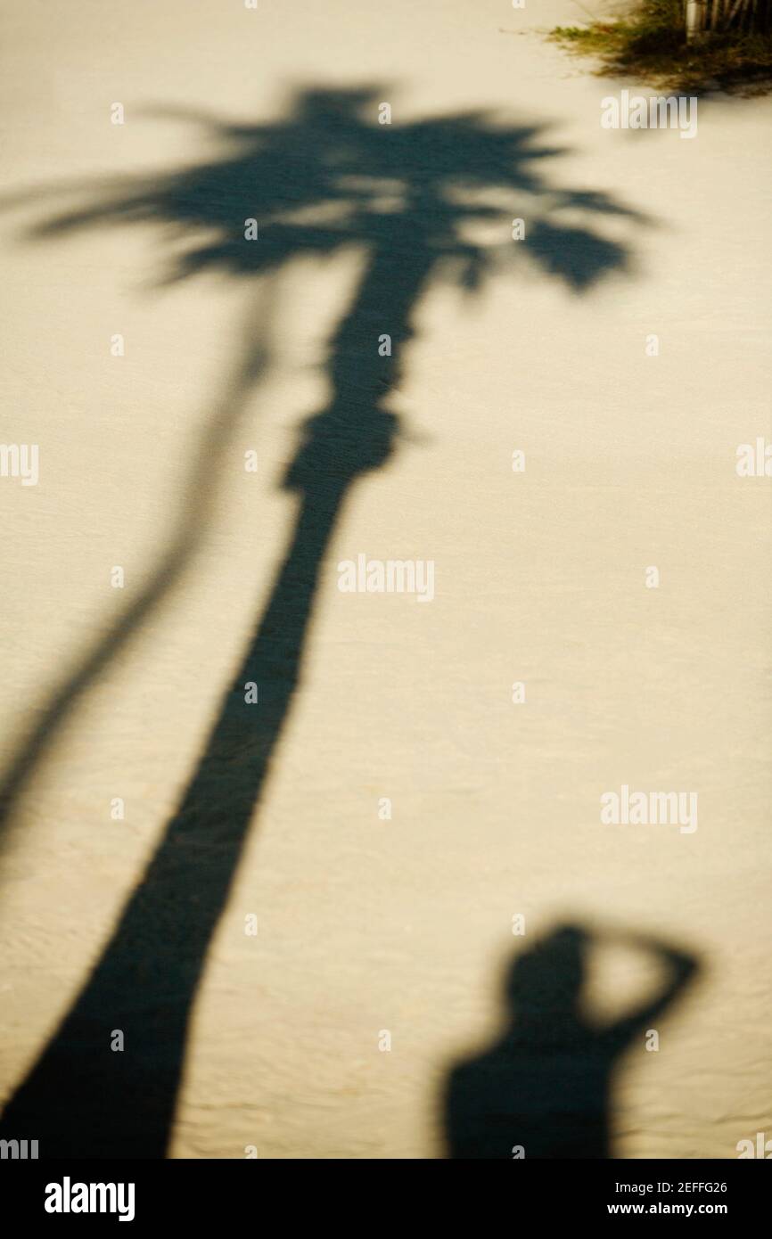 Schatten einer Palme und einer Person auf dem Sand Stockfoto