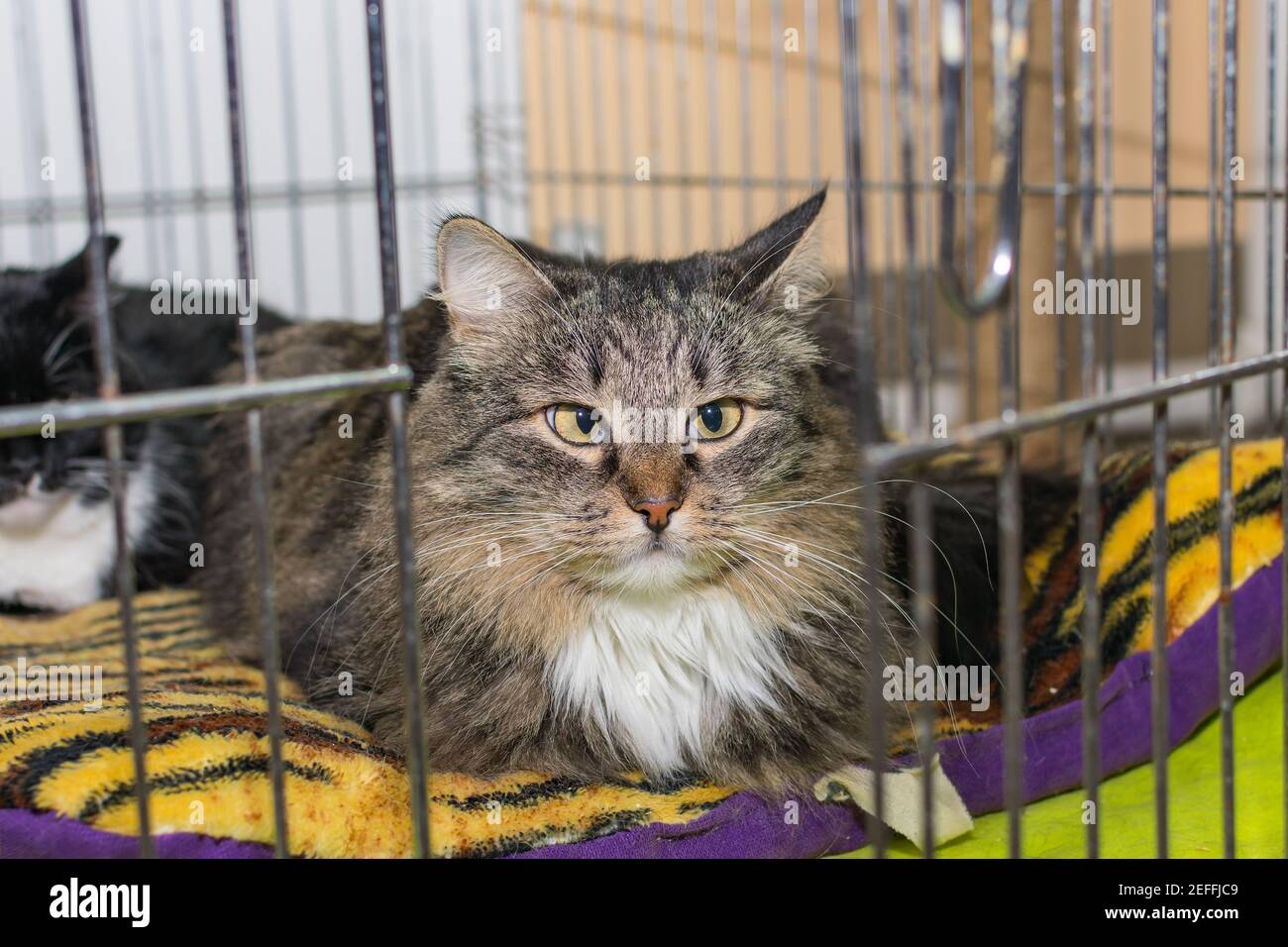Eine Katze, die an Strabismus leidet, liegt in einem Käfig Eine Tierklinik Stockfoto