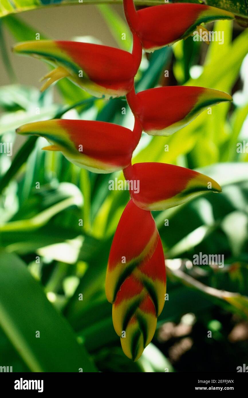 Eine exotische Pflanze in Blüte, amerikanische Jungferninseln Stockfoto