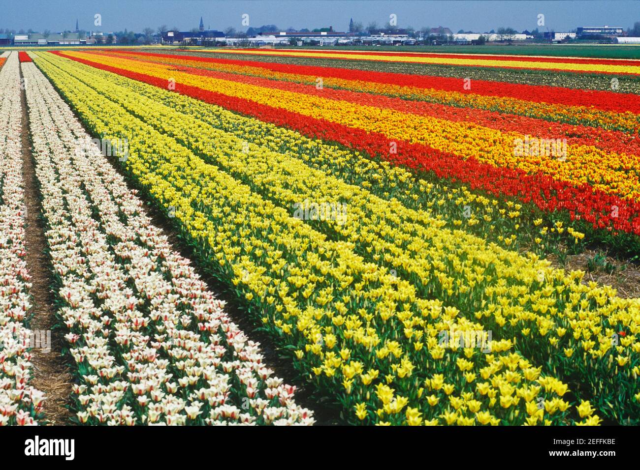 Blumen in einem Feld, Amsterdam, Niederlande Stockfoto