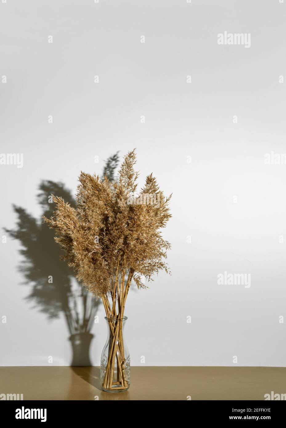 Trockenes Schilf Pampas Gras in Glas Vase auf hellgrauem Hintergrund, Holztisch Stockfoto