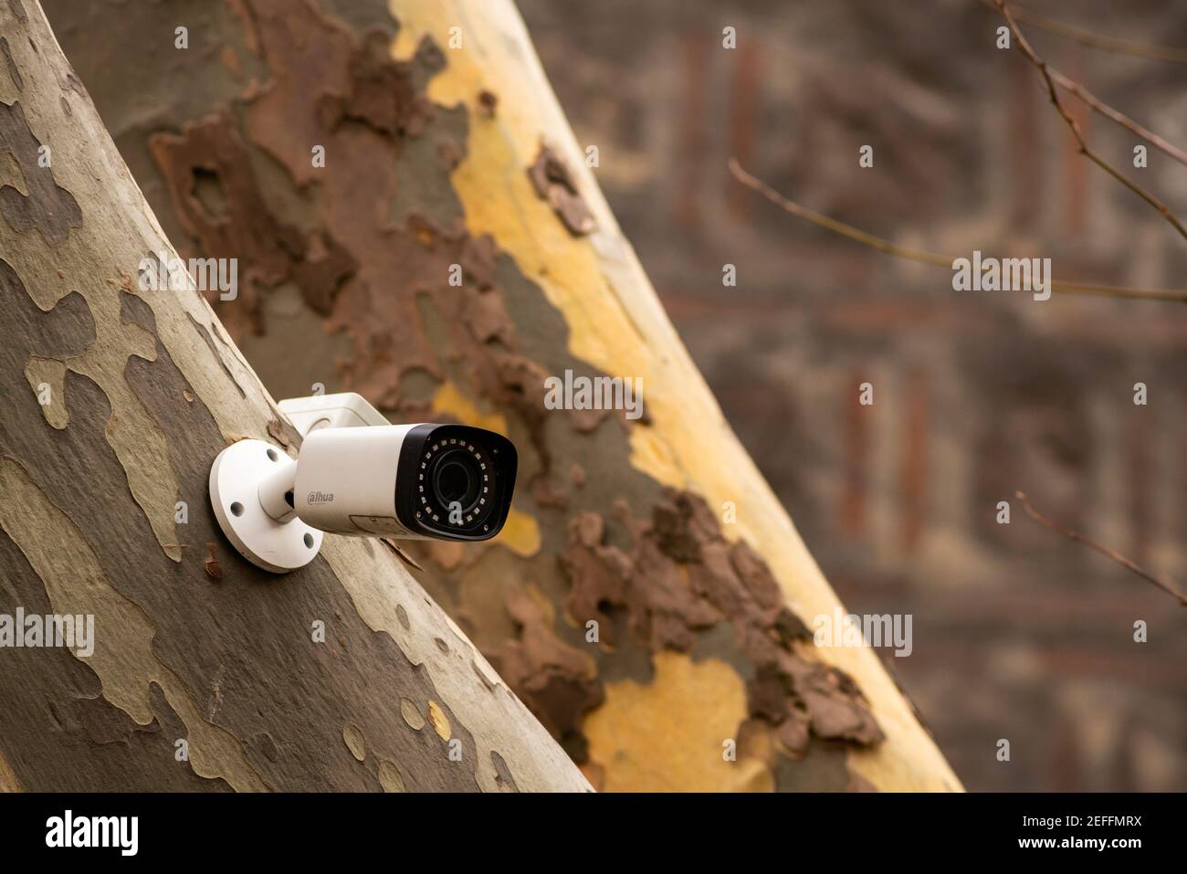 Am Baum montierte Alhua Technology CCTV-Überwachungskamera, die an einer Buche in städtischer Umgebung in Sofia, Bulgarien, Osteuropa, EU befestigt ist Stockfoto