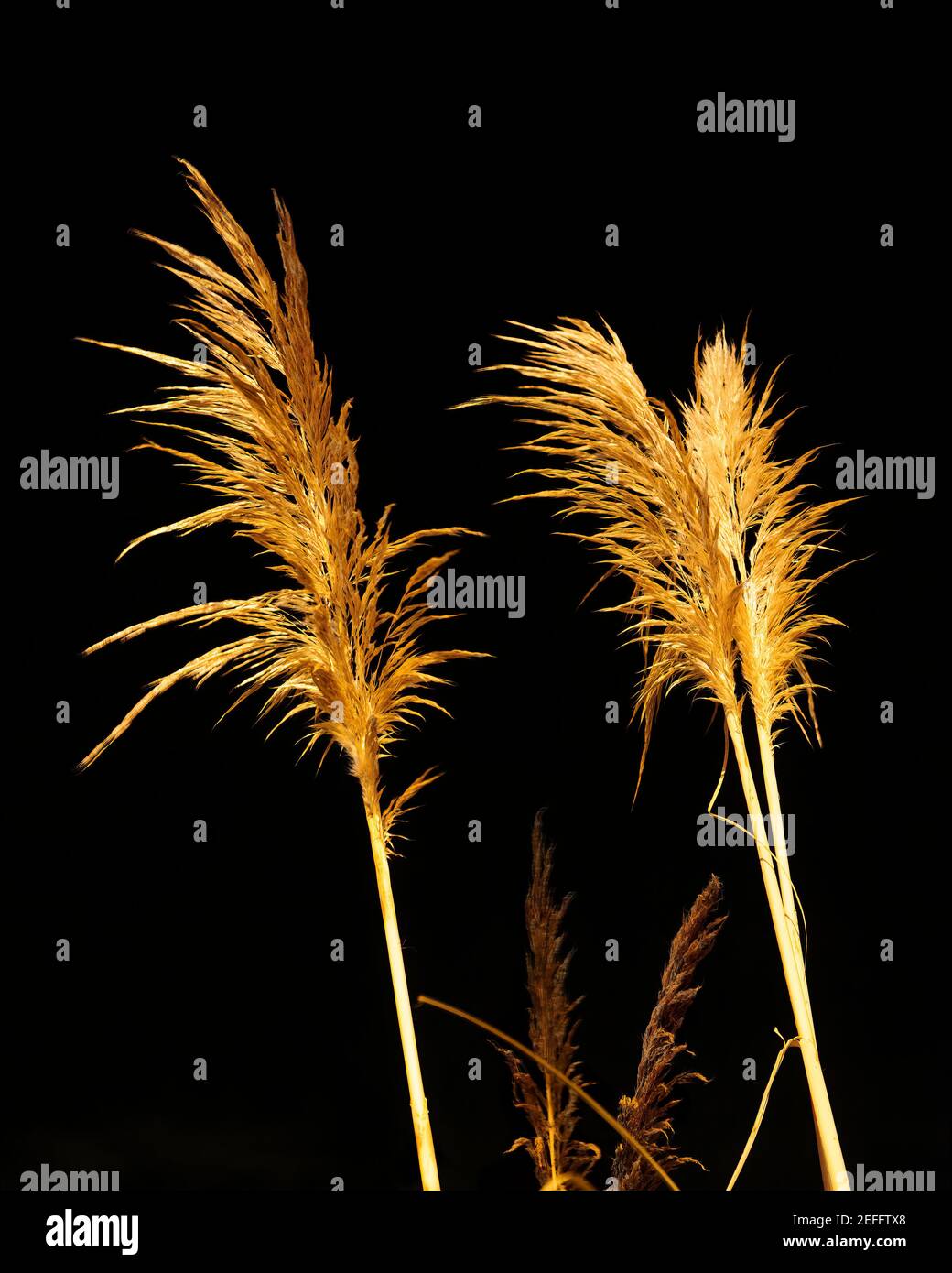 Pampas Gras in der Nacht im Winter Stockfoto