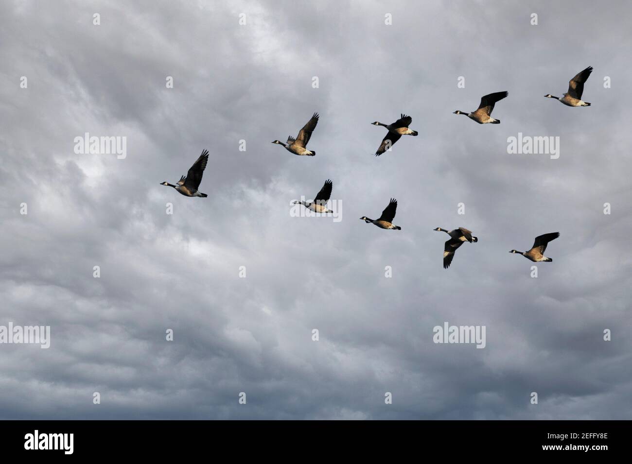 Herde von Kanadagänse fliegen in V-Formation Stockfoto