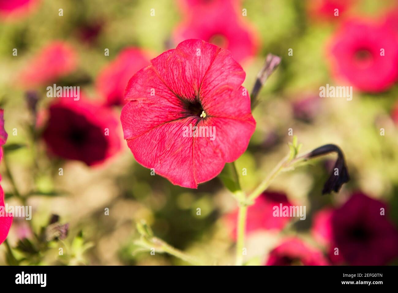 Nahaufnahmen von Blumen in einem Feld Stockfoto