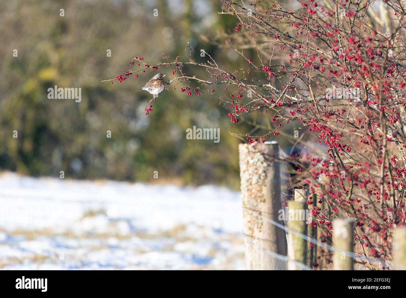 Feldfare (Turdus pilaris) auf Zweig des Weißdornbusches in einheimischen Hecken thront Beeren essen im Winter mit Schnee auf dem Boden - Schottland, Großbritannien Stockfoto