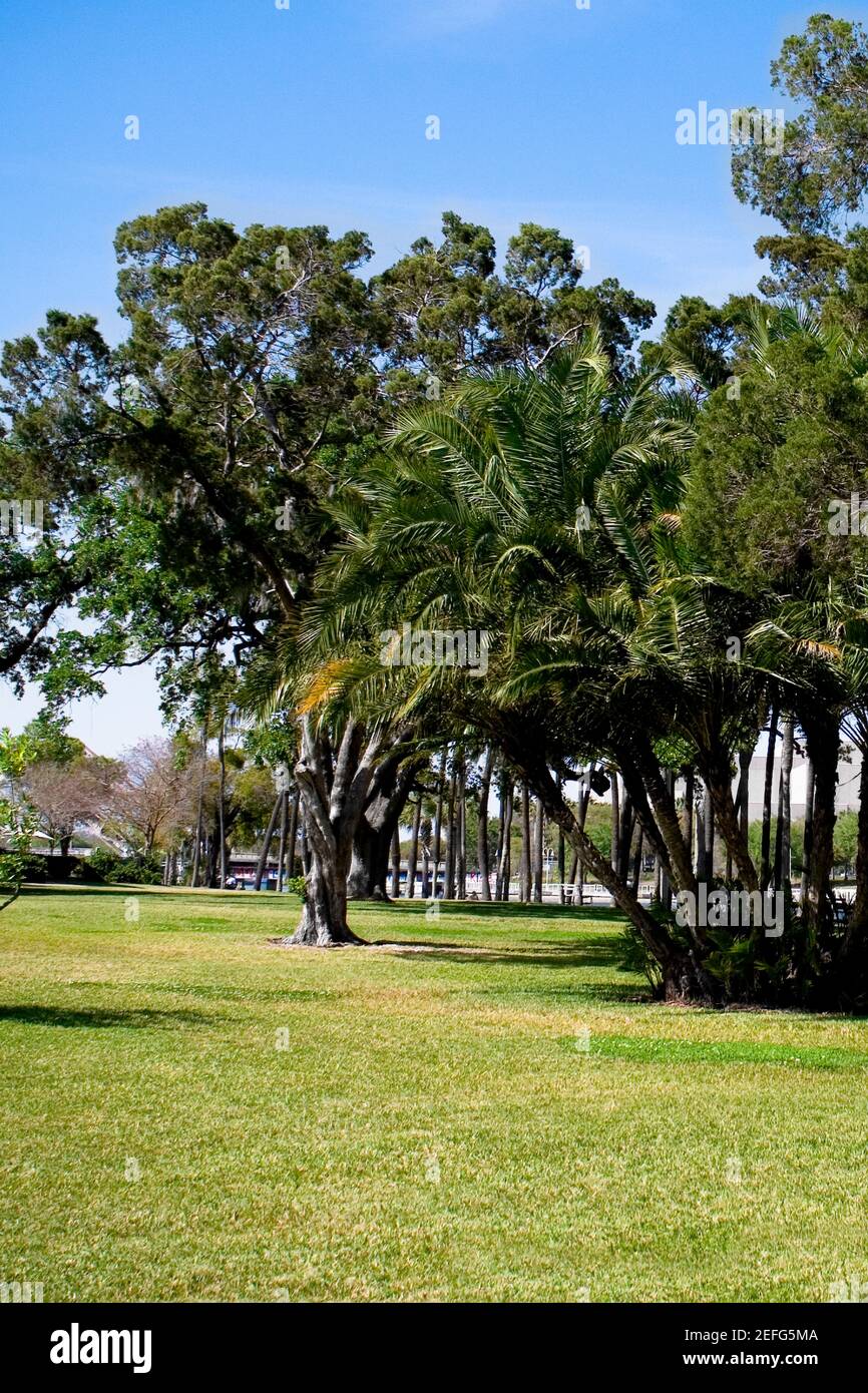 Bäume in einem Park, Plant Park, University of Tampa, Tampa, Florida, USA Stockfoto