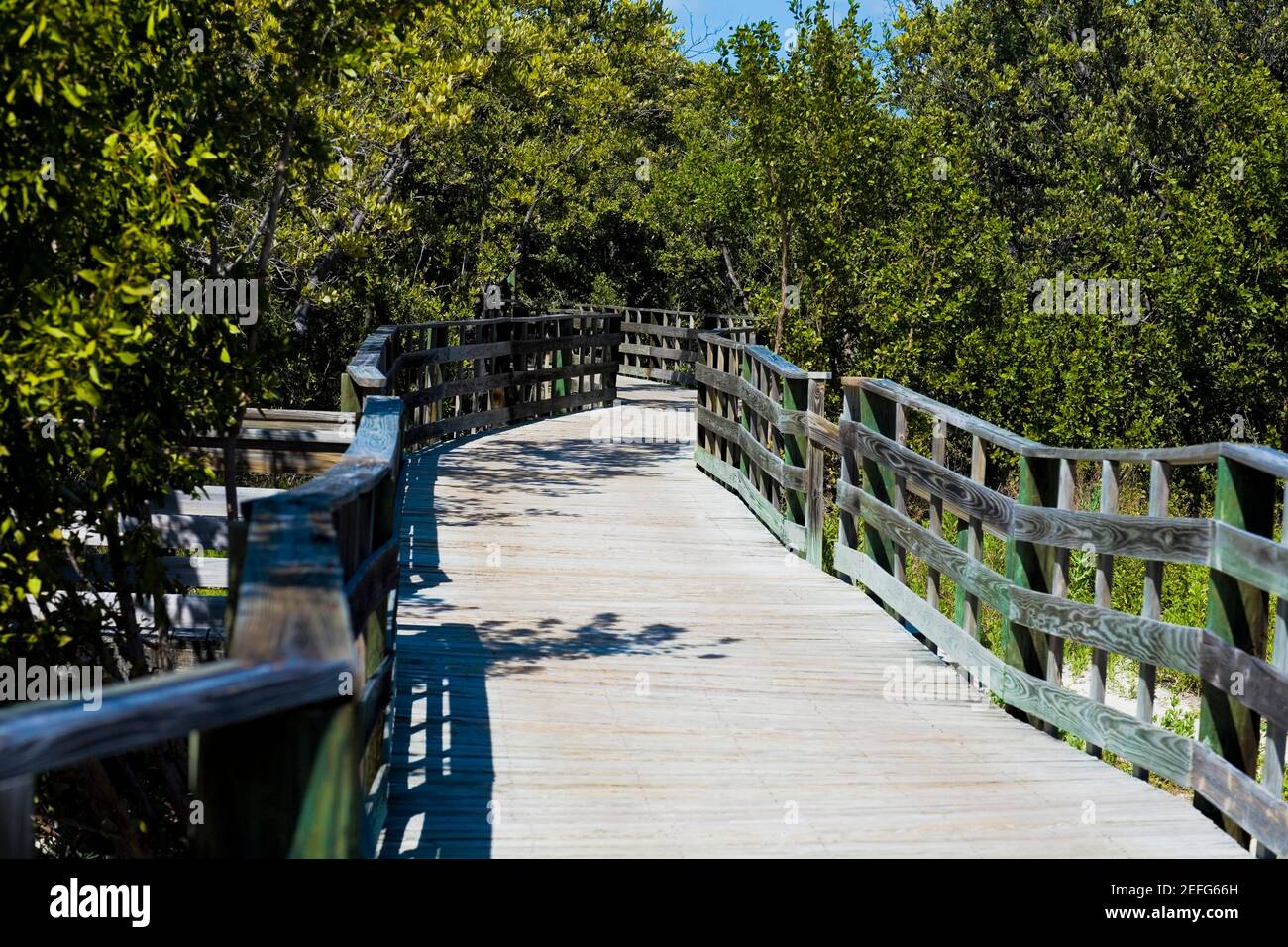 Promenade im Wald, tropische Hartholz Hängematte, Florida Keys, Florida, USA Stockfoto